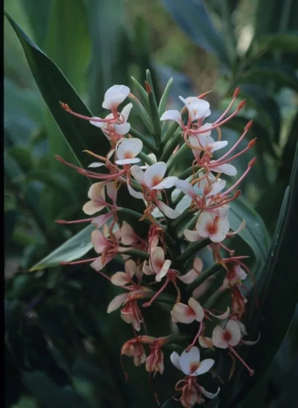 Hedychium 'Tai Pink Profusion'