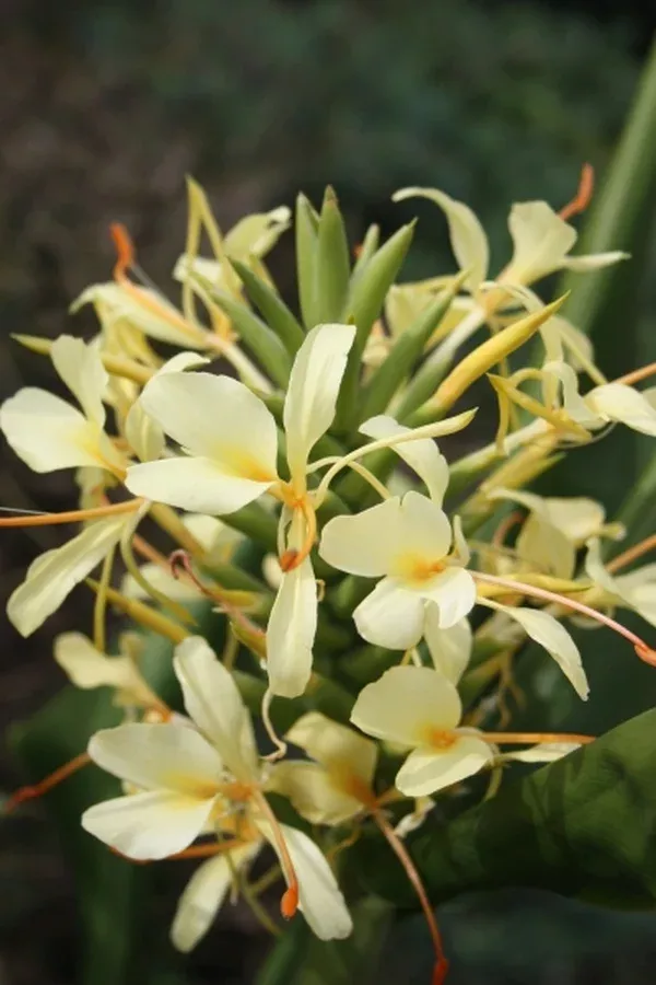 Hedychium 'Tai Sunlight'