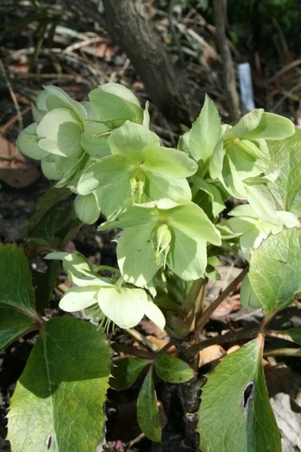 Helleborus argutifolius 'Laurelhurst'