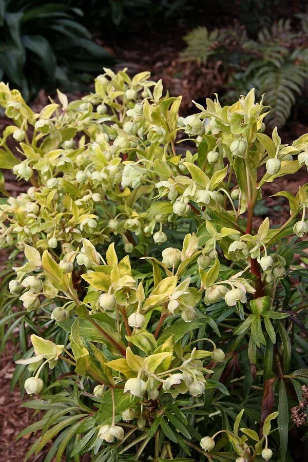 Helleborus foetidus 'Chedglow'