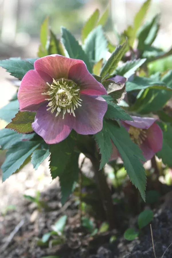 Helleborus purpurascens
