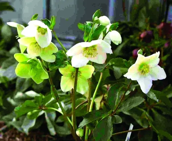 Helleborus 'Snow White'