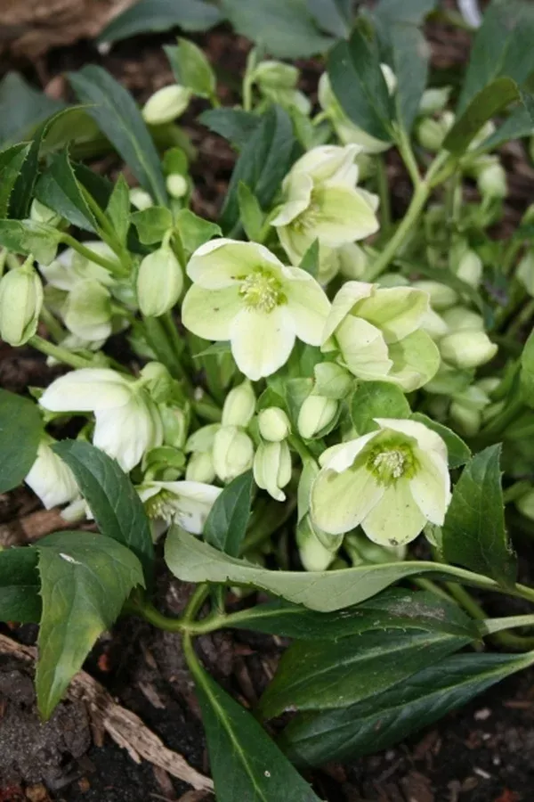 Helleborus x nigercors 'Green Heron'