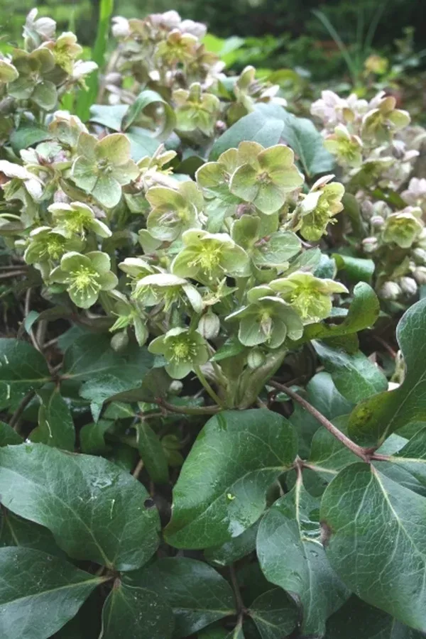 Helleborus x sternii 'Rachel'