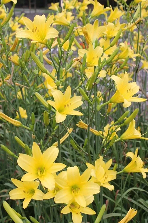 Hemerocallis 'Autumn Daffodil'