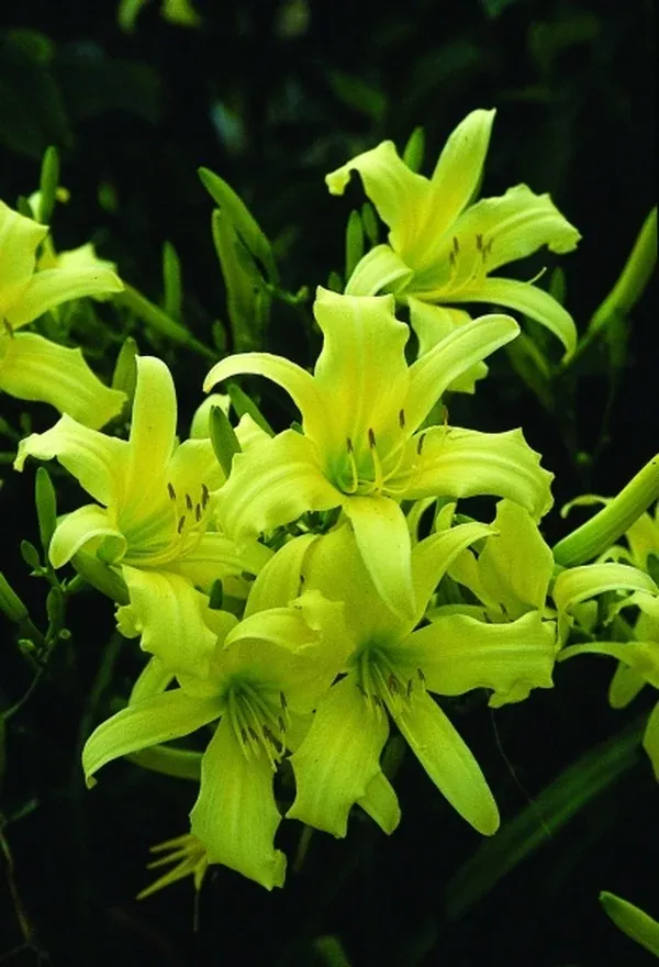 Hemerocallis 'Cobblewood Yellow Peaks'