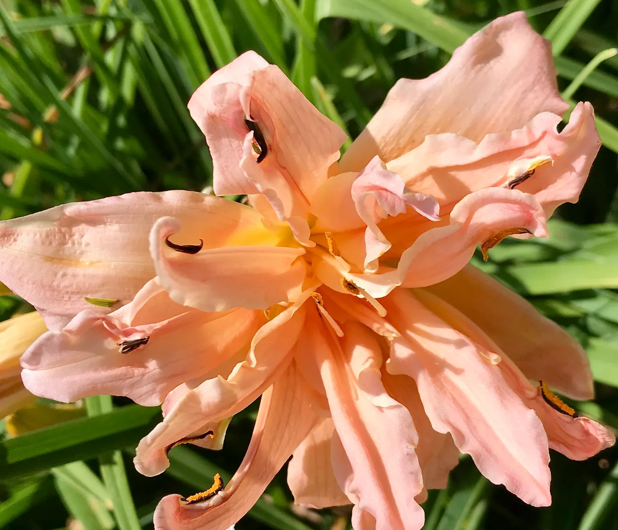 Hemerocallis 'Double Pompon' (Daylily)