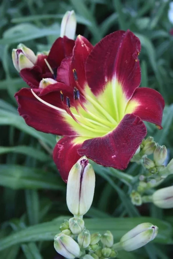 Hemerocallis 'Forsyth White Buds'
