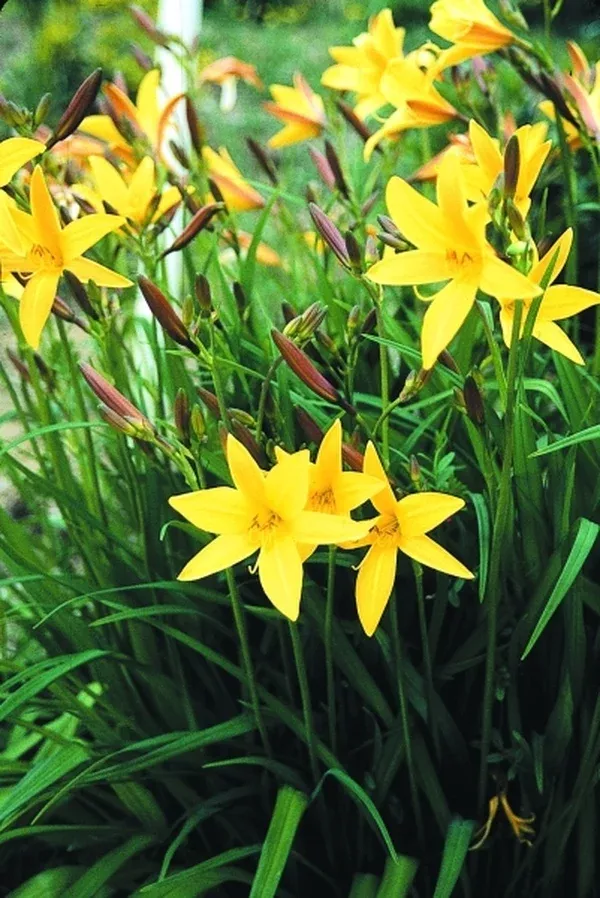 Hemerocallis 'Gold Dust'