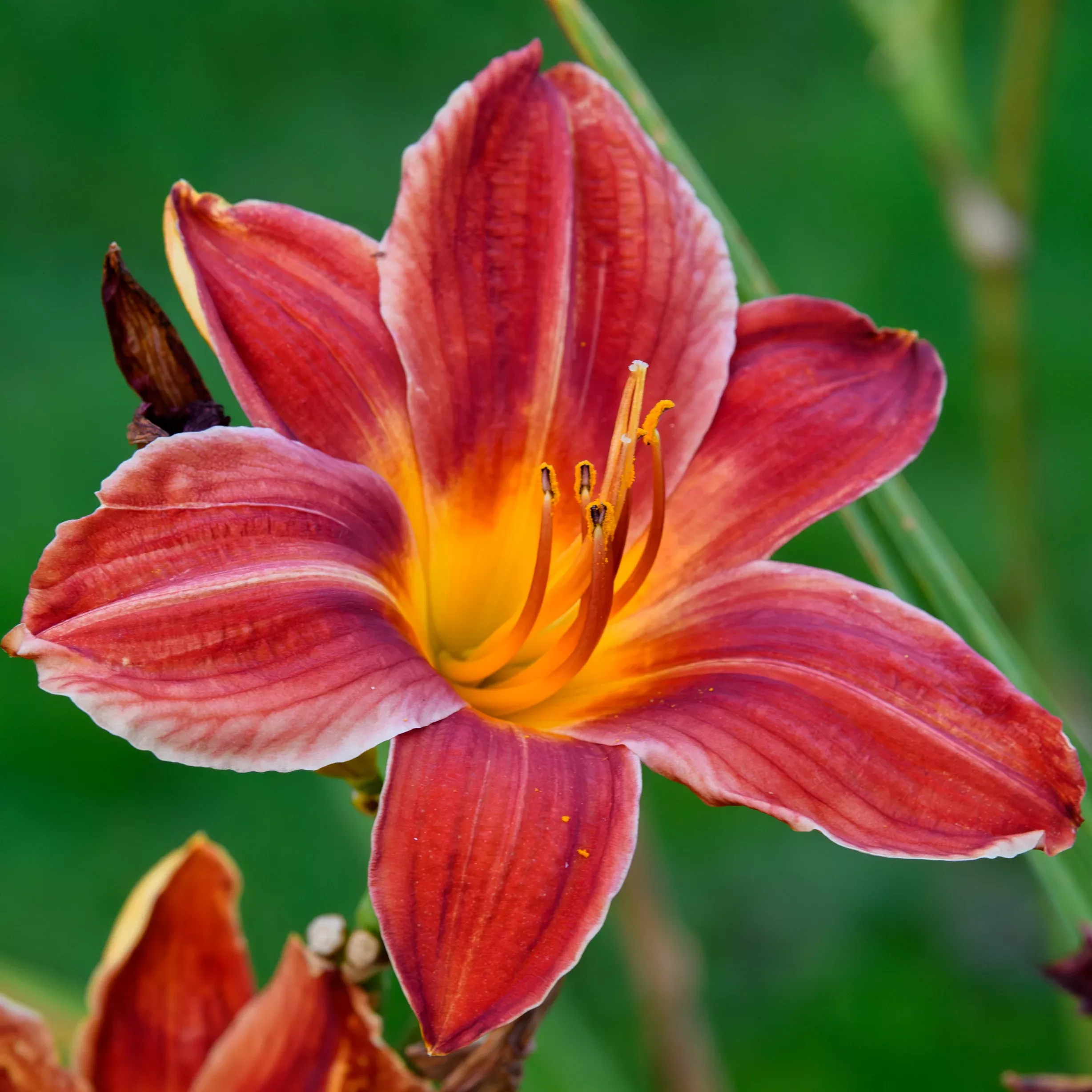 Hemerocallis 'Hey There' (Daylily)