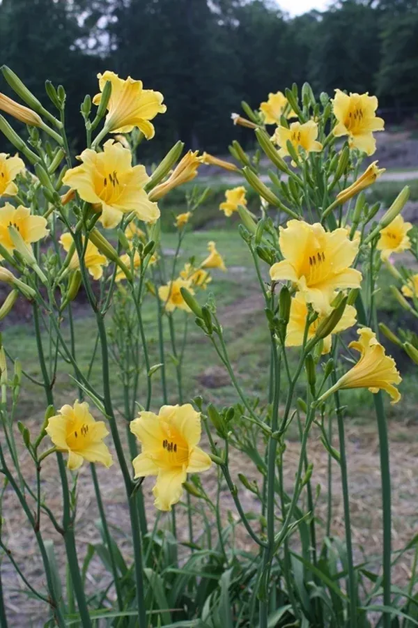 Hemerocallis 'Purity'