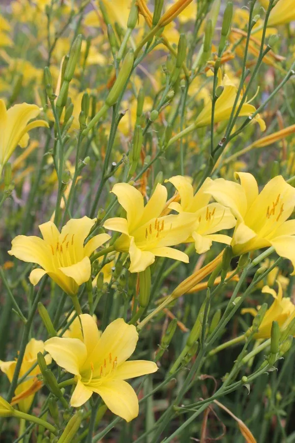 Hemerocallis 'Steeple Jackie'