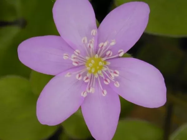 Hepatica nobilis 'European Pink'