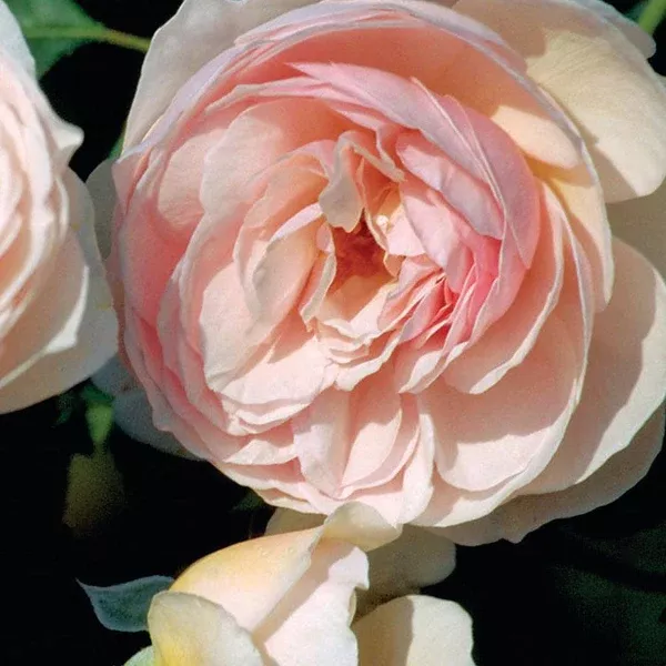 Heritage David Austin Rose