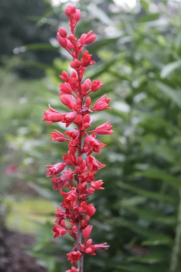 Hesperaloe engelmannii 'Perpa' PP 21,729