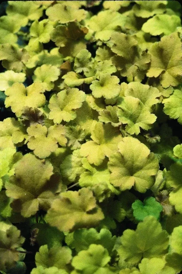 Heuchera 'Amber Waves' PP 13,348