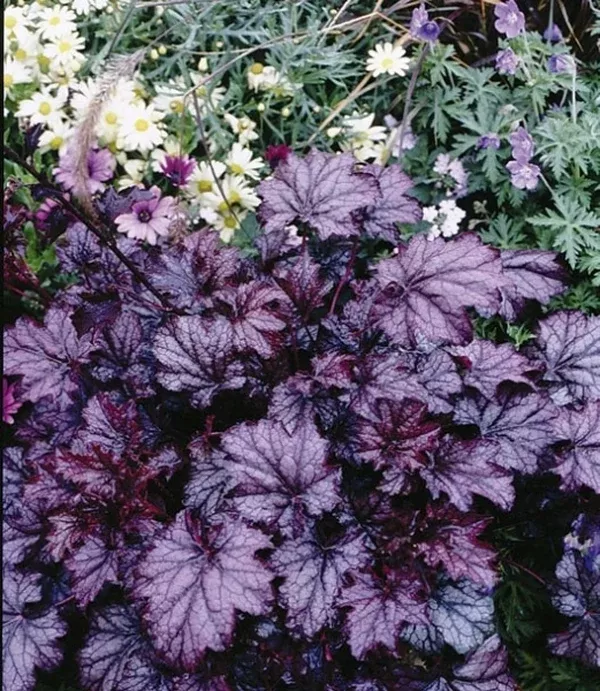 Heuchera 'Amethyst Mist'