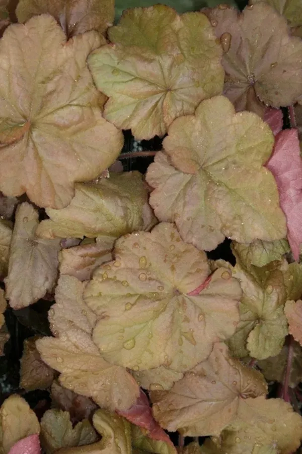 Heuchera 'Beaujolais' PP 19,577