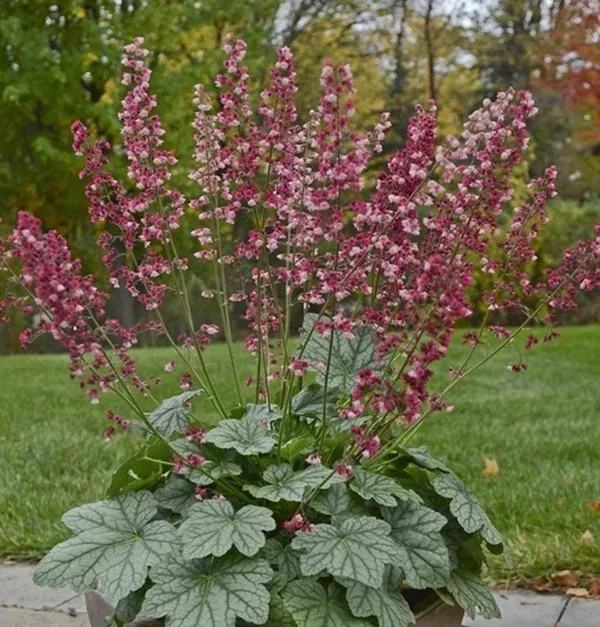 Heuchera 'Berry Timeless' PP 26,357