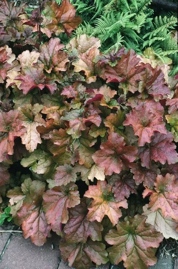 Heuchera 'Creme Brulee' PP16774
