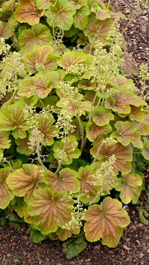 Heuchera 'Delta Dawn' PP 23,545