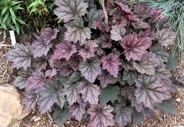 Heuchera 'Frosted Violet' PP 15,085