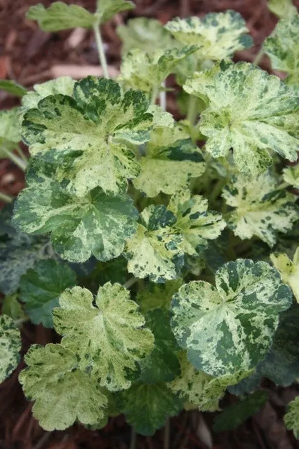 Heuchera 'Hercules'