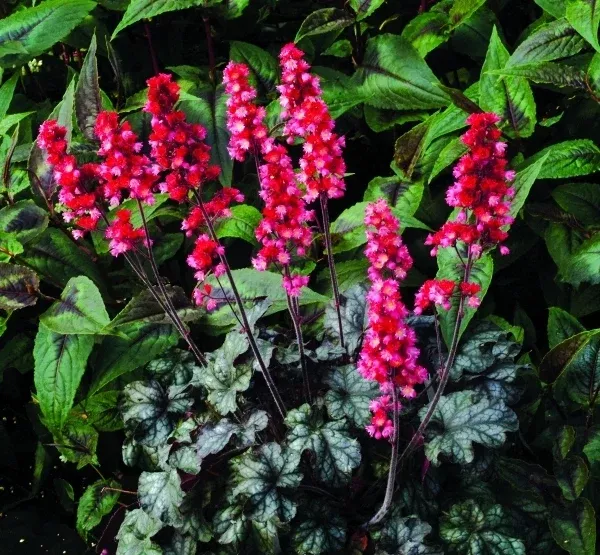 Heuchera 'Hollywood' PP17129