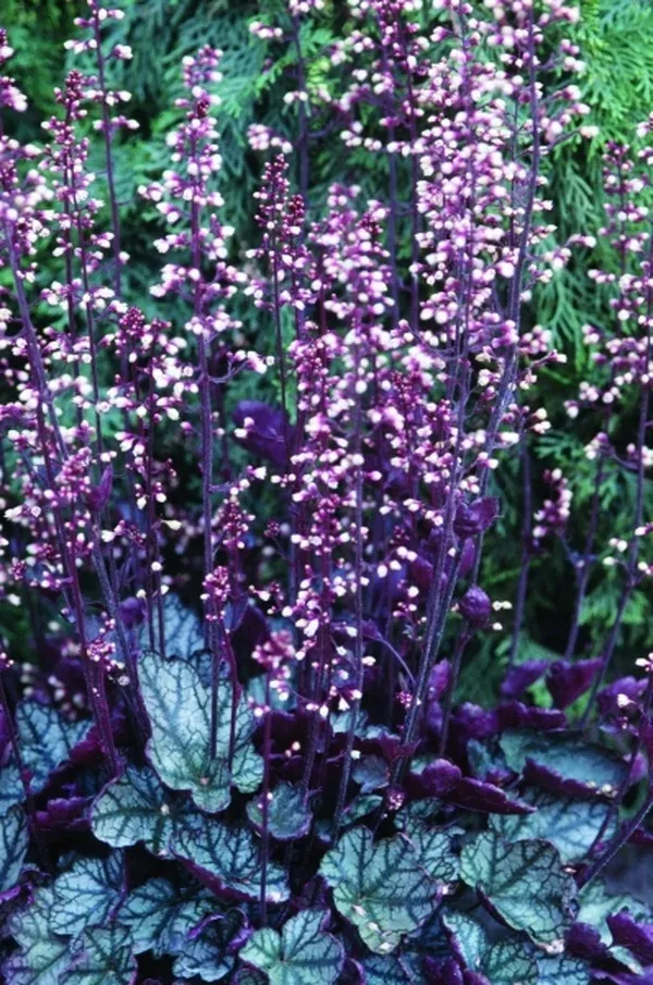 Heuchera 'Jade Gloss' PPAF