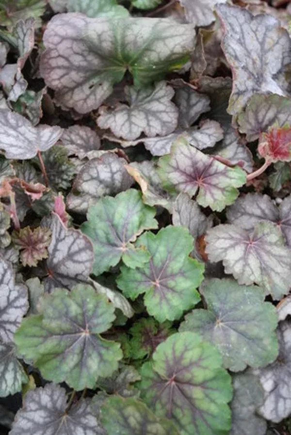 Heuchera longiflora