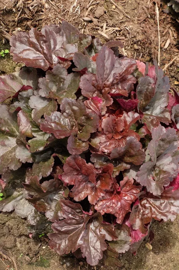 Heuchera 'Mahogany Monster' PPAF