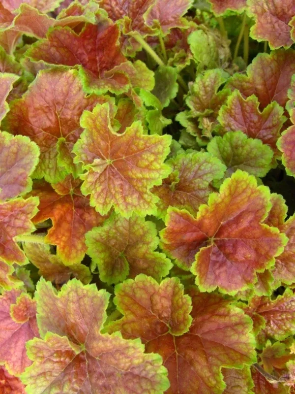 Heuchera 'Miracle' PPAF