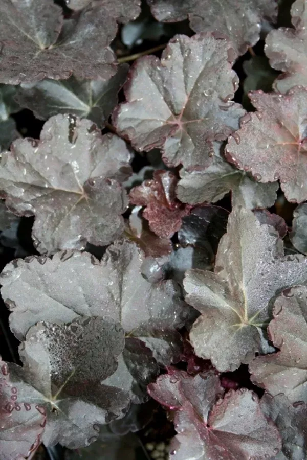 Heuchera 'Obsidian' PP 14,836