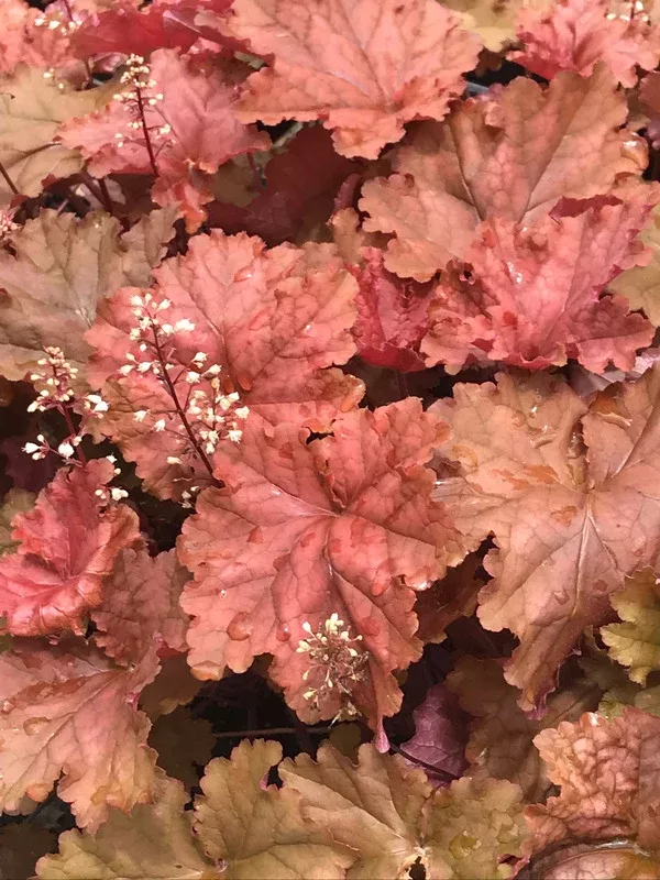 Heuchera 'Peachberry Ice' PPAF