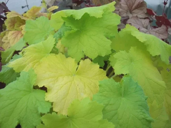 Heuchera 'Pistache' PP 19,585