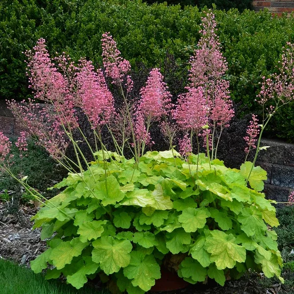 Heuchera 'Pretty Pistachio' PP 29,361