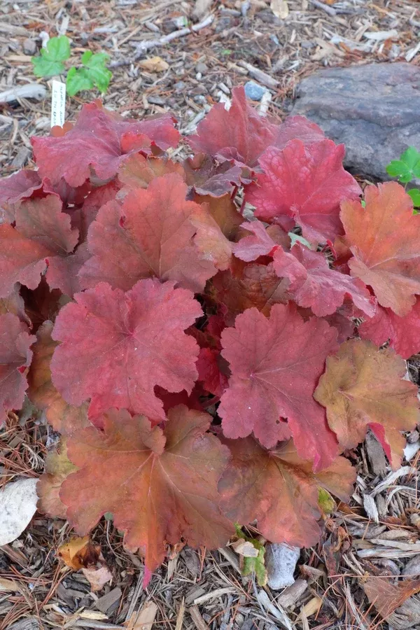 Heuchera 'Rio' PP 24,273