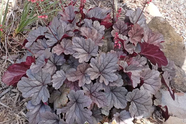 Heuchera 'Silver Gumdrop' PP 29,207