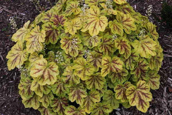 Heucherella 'Solar Eclipse' PP 23,647
