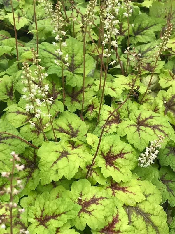 Heucherella 'Stoplight' PP 16,835