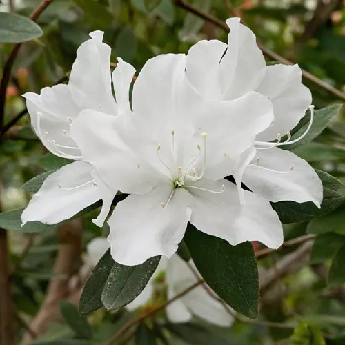 HH Hume Azalea