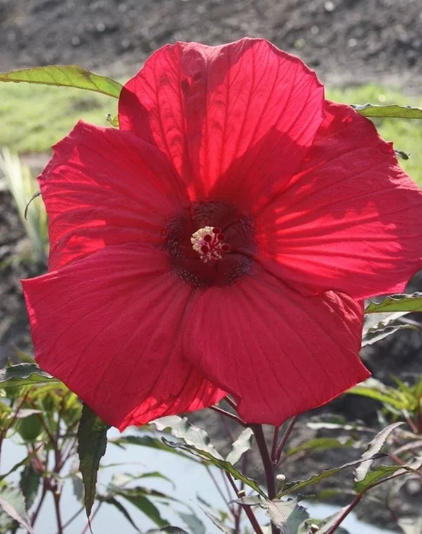 Hibiscus 'Fireball'