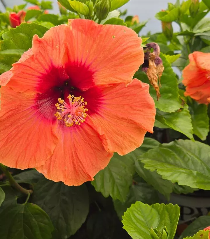 Hibiscus Hollywood Hibiscusr Disco Divat