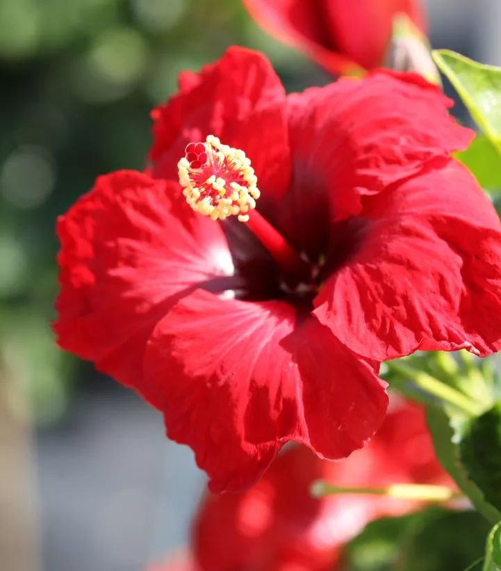 Hibiscus Hollywood Hibiscusr Hot Shott