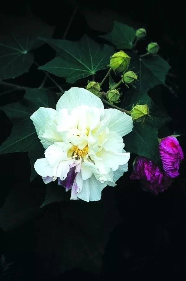 Hibiscus mutabilis 'Plena'