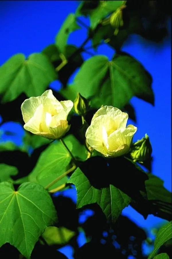 Hibiscus mutabilis Single Flower
