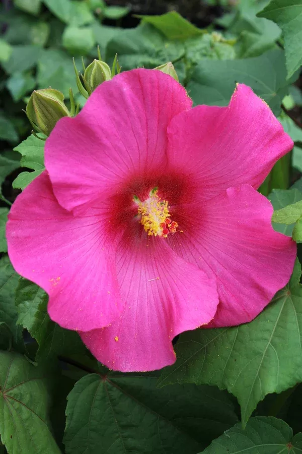 Hibiscus 'Rubrum'