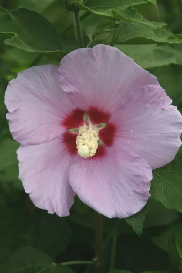 Hibiscus sinosyriacus