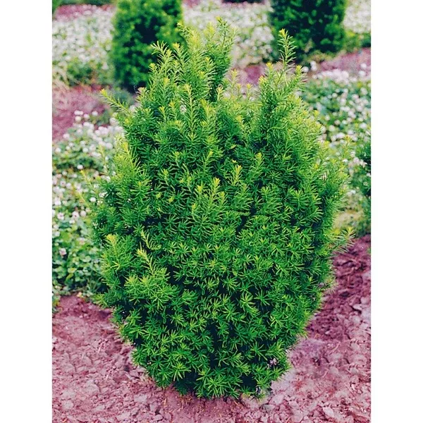 Hick's Yew # 10 Container (100cm)