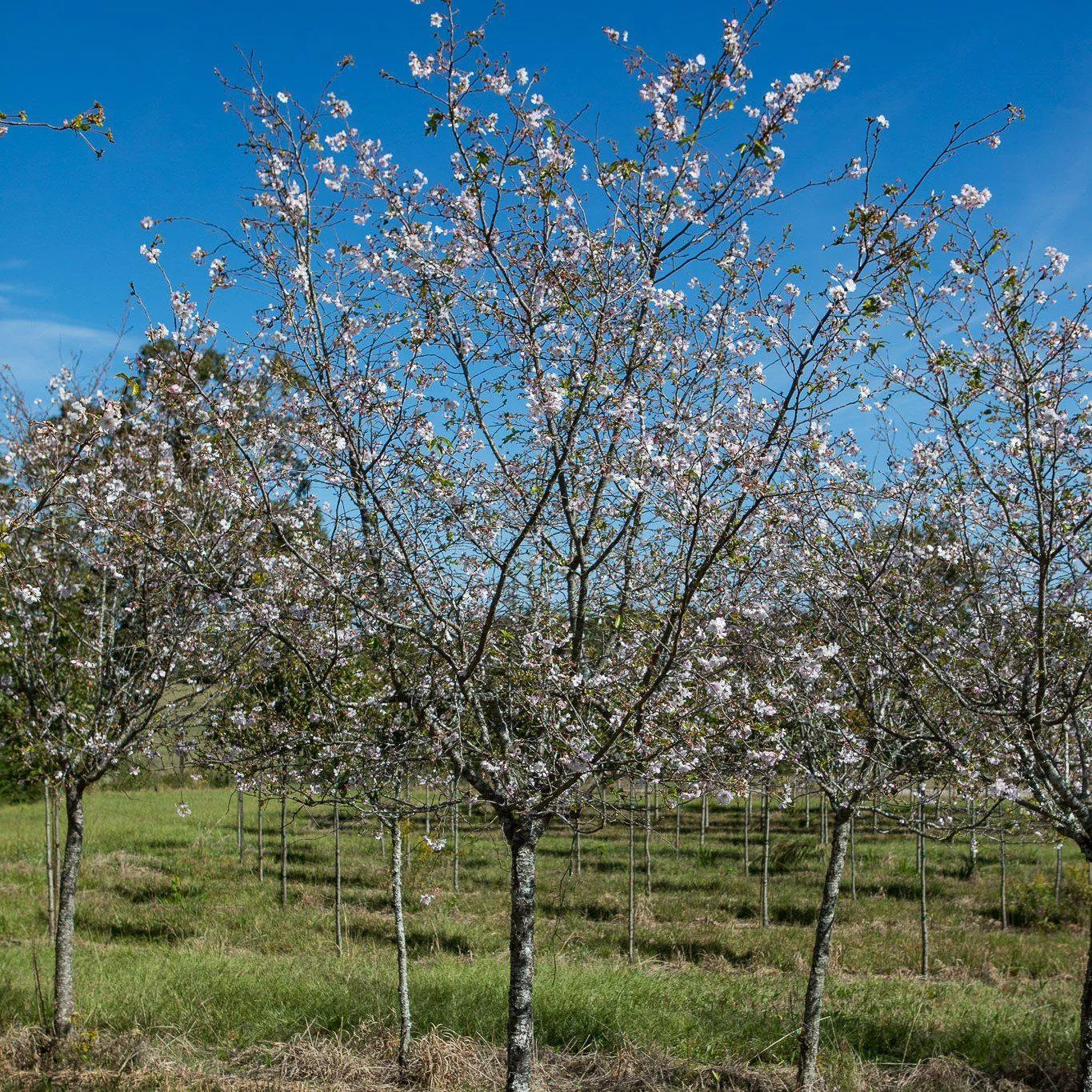 Higan Flowering Cherry